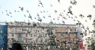 Copertina di Regione Lombardia: “Troppi piccioni, sono dannosi per l’agricoltura”. Il piano per abbatterne 20mila