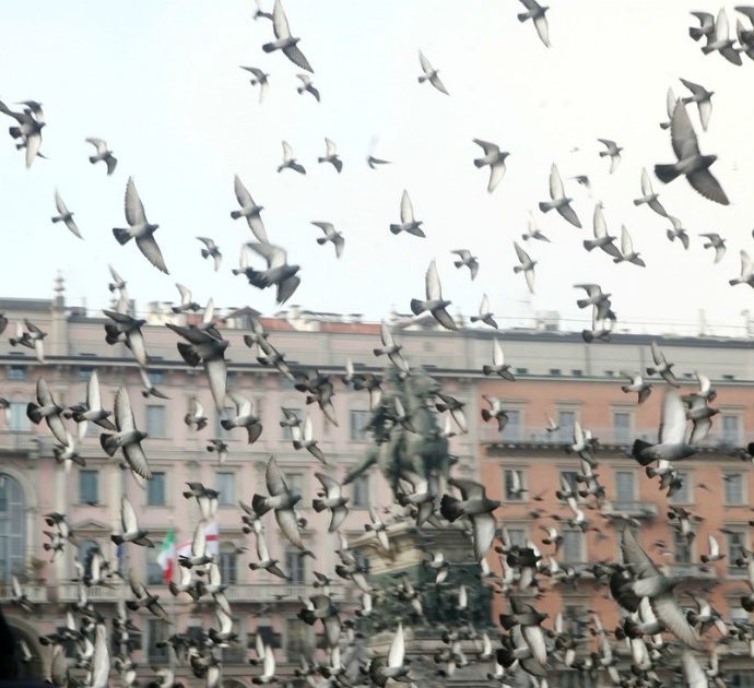Morto Giuseppe Belvedere, addio al clochard dei piccioni di Parigi: ex commercialista, ha dedicato la sua vita agli uccelli