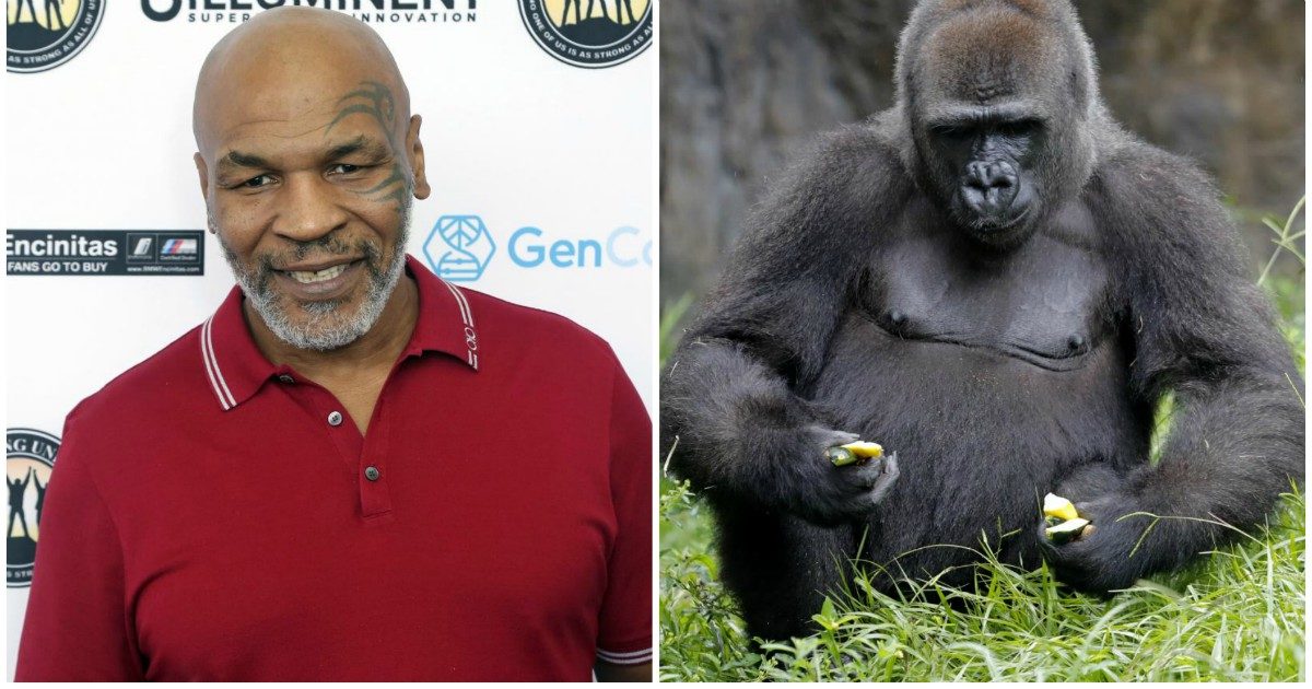 Mike Tyson: “Volevo pagare 10mila dollari per spaccare il muso a un gorilla ma mi dissero di no”