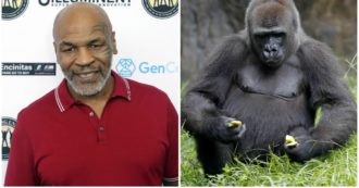 Copertina di Mike Tyson: “Volevo pagare 10mila dollari per spaccare il muso a un gorilla ma mi dissero di no”