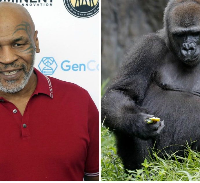 Mike Tyson: “Volevo pagare 10mila dollari per spaccare il muso a un gorilla ma mi dissero di no”