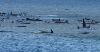 Copertina di Settanta balene spiaggiate in Tasmania: l’allarme al largo dell’Australia – Video