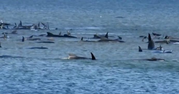 Tasmania, le balene spiaggiate spezzano il cuore. Ora l’uomo può agire perché una fine simile non si ripeta