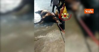 Copertina di Un cavallo scivola nel Piave: i vigili del fuoco lo salvano tra gli applausi. Il video dell’operazione