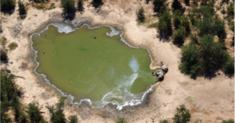 Copertina di Strage di oltre 300 elefanti in Botswana: uccisi da batteri tossici prodotti dalle alghe