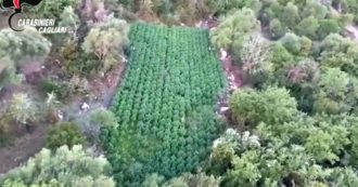 Copertina di Oristano, sequestrate 1300 piante di marijuana nascoste tra la vegetazione: foto-trappole per allontanare gli animali. Le immagini dall’alto
