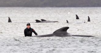 Copertina di Tasmania: più di 500 balene spiaggiate, molte sono già morte. Sono rimaste incagliate in una secca