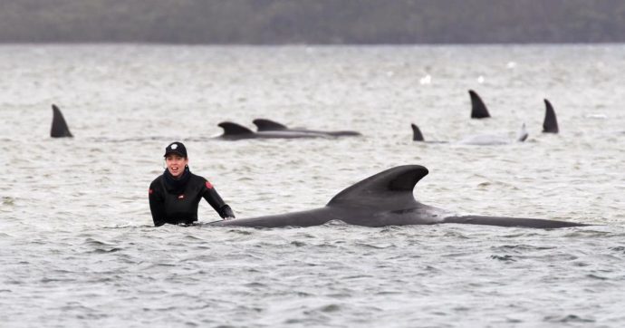 Tasmania: più di 500 balene spiaggiate, molte sono già morte. Sono rimaste incagliate in una secca