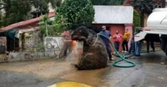 Copertina di Topo gigante sbuca dalle fogne dopo il temporale e semina il panico. Ma la verità è un’altra