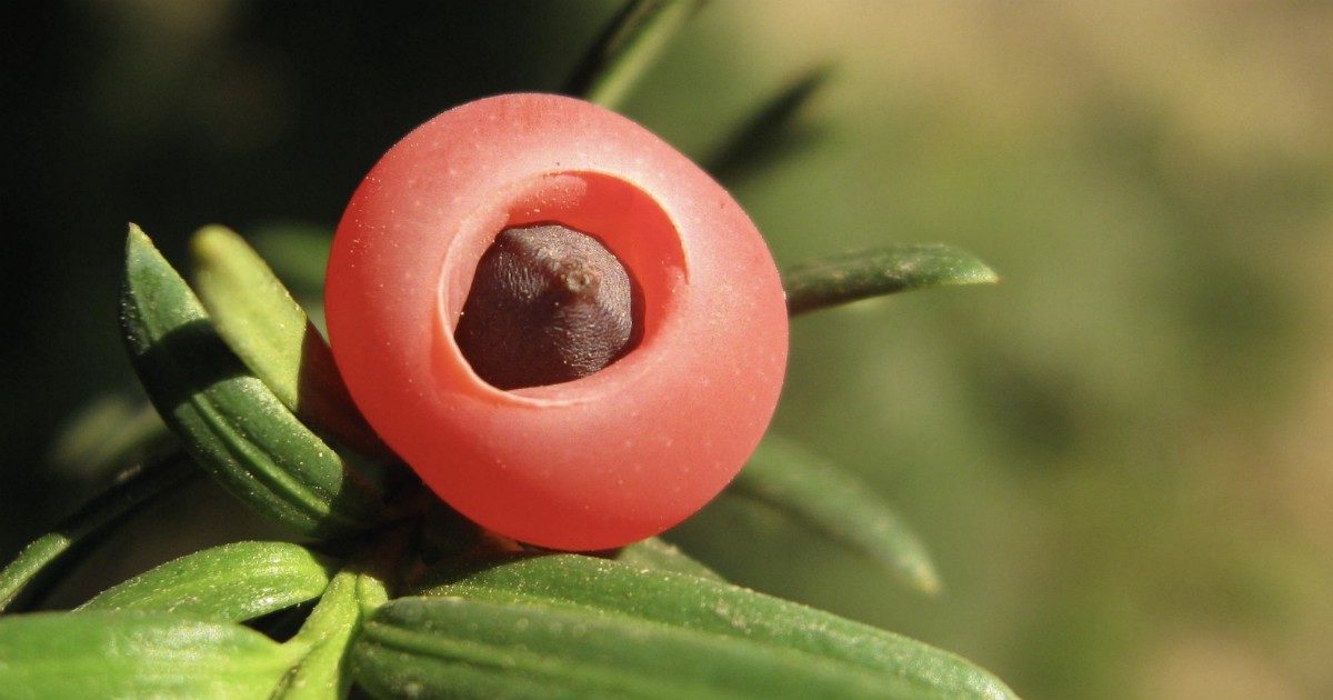 Mangia le “bacche della morte” e finisce in terapia intensiva. Ecco cos’è “l’albero della morte”