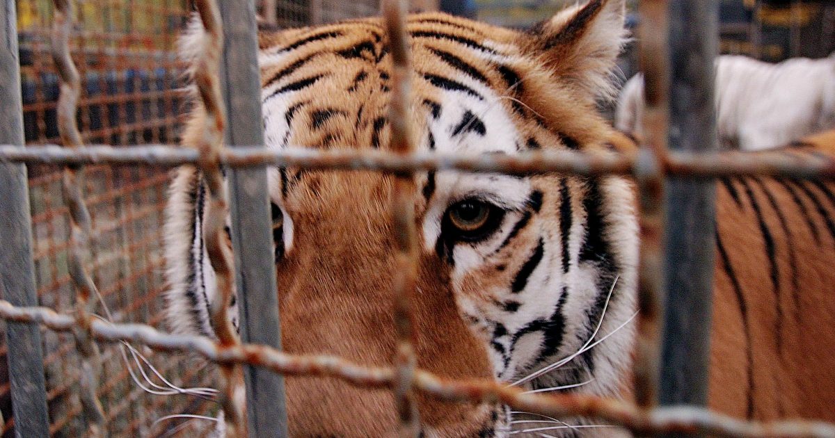 Covid, una tigre e due leoni positivi al Covid in uno zoo: a uno dei felini è stata praticata l’eutanasia per le gravi condizioni