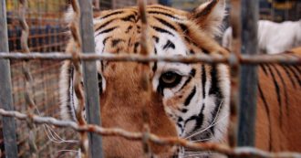 Copertina di Covid, una tigre e due leoni positivi al Covid in uno zoo: a uno dei felini è stata praticata l’eutanasia per le gravi condizioni