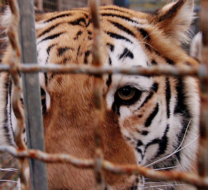 Covid, una tigre e due leoni positivi al Covid in uno zoo: a uno dei felini è stata praticata l’eutanasia per le gravi condizioni