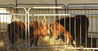 Per segnalare maltrattamenti sugli animali e inquinamento ambientale ora hai uno spazio