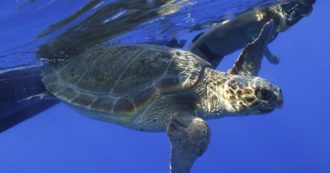 Copertina di Sicilia da record per i nidi di tartaruga. Il veterinario che le cura: “Segnale di speranza, troppo spesso ferite da barche e ami”