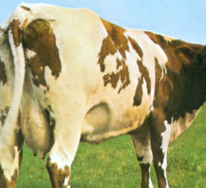 Atom Heart Mother, 50 anni fa uscì il disco che consacrò i Pink Floyd: un album che ha cambiato la storia (anche della comunicazione)