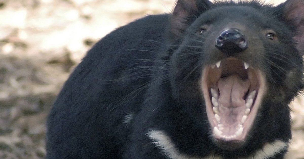 Tornano i diavoli della tasmania: “Un passo storico, incredibile e surreale”