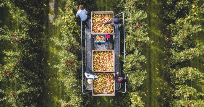 Bolzano, un terzo dei lavoratori impiegati nella raccolta delle mele lavora in nero. Finanza: “Controlli porta a porta”