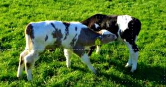 Copertina di “Schiarite le macchie delle mucche per contrastare l’effetto dei cambiamenti climatici sugli animali”. L’esperimento in Nuova Zelanda