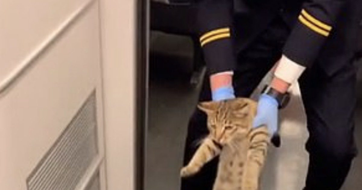 Gatto trovato senza biglietto sul treno ad alta velocità: viene fatto scendere (FOTO)