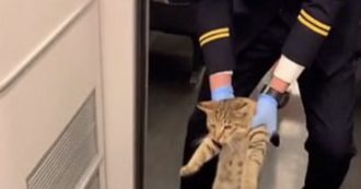 Copertina di Gatto randagio attacca cane poliziotto: due agenti intervengono ma il felino “mette ko” anche loro