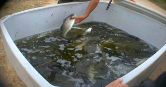 Copertina di Quella dei pesci è una sofferenza silenziosa, ma non meno dolorosa. Servono regole per allervarli