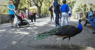 Copertina di Ravenna alle prese con 30 pavoni indisciplinati: “rovinano auto e rubano le merende ai bambini”. Il Comune progetta la rieducazione