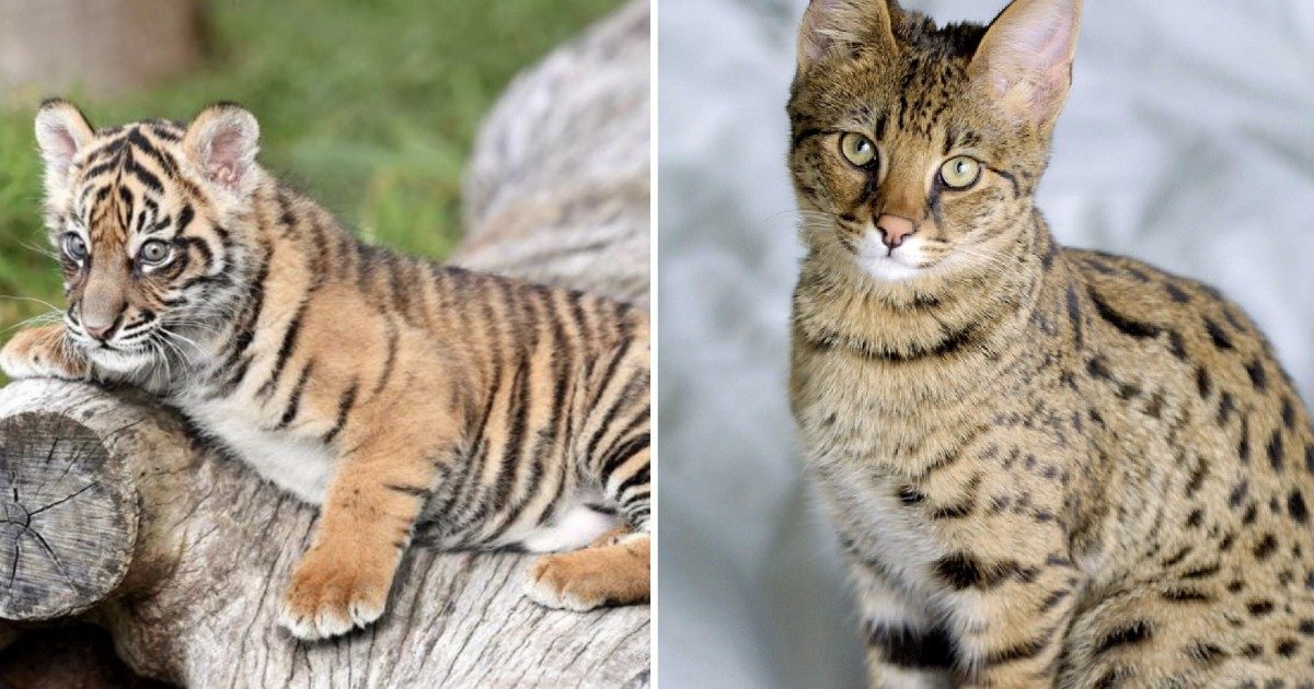 Comprano su internet un gatto Savannah e si ritrovano in casa una tigre di Sumatra