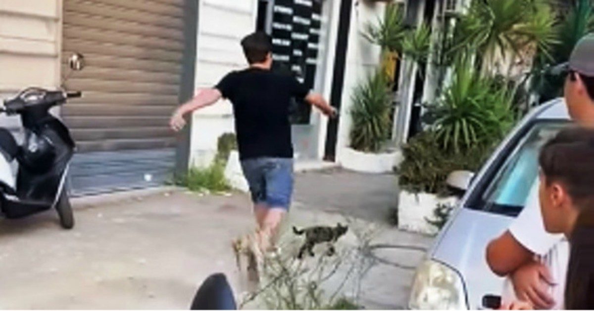 Prende a calci un gatto e lo riduce in fin di vita sbattendolo contro un muro: gli amici pubblicano il video su TikTok, polemiche sui social