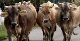 Copertina di Nuova Zelanda, verso la tassazione delle eruttazioni di mucche e pecore: sono una delle maggiori fonti di emissioni di gas serra
