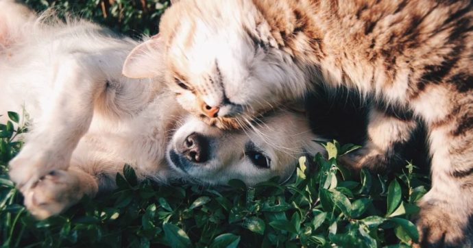 Caro Papa Francesco, il santo di cui porti il nome sarebbe d’accordo con chi ha cani e gatti