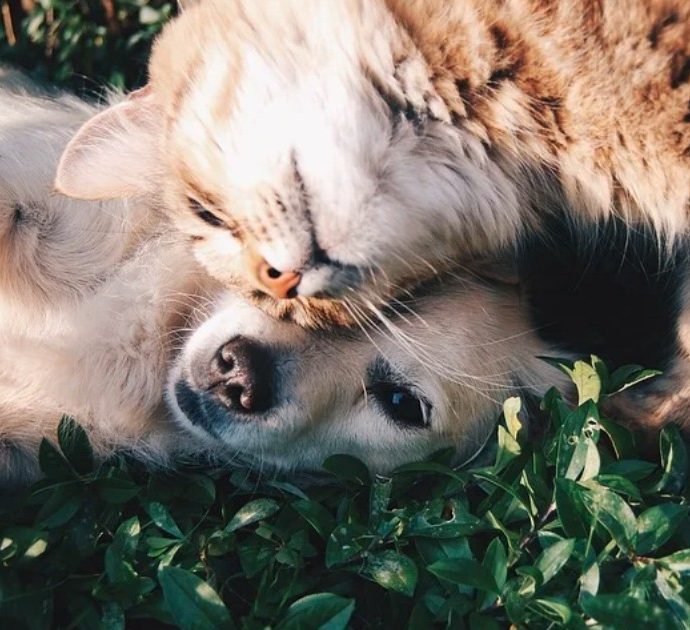 Boom di vitamine e integratori, ma “no” al cibo a base di larve e grilli: ecco cosa mettono gli italiani nelle ciotole di cani e gatti. La ricerca Pet Monitor 2025