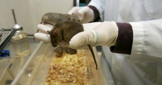 Copertina di Strage dei topini, la prima sentenza è di assoluzione