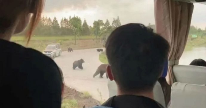 Guardiano dello zoo muore sbranato dagli orsi: la scena agghiacciante davanti agli occhi dei visitatori