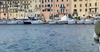 Copertina di Due balenottere avvistate all’Isola d’Elba: la “danza” acquatica di fronte alla darsena di Portoferraio – Video