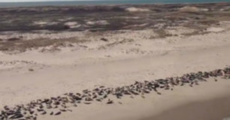 Copertina di Strage di foche in Namibia: oltre 12mila cuccioli morti sulle coste. Le immagini di Ocn