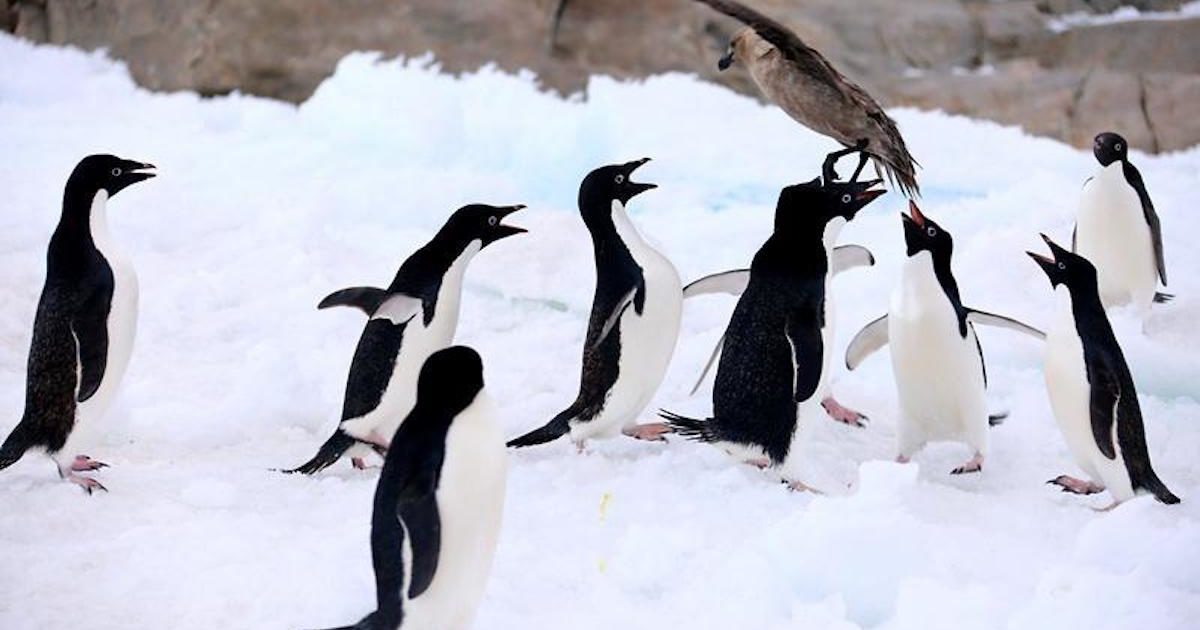 Sciame di api attacca e uccide 63 pinguini di una specie rara in via di estinzione