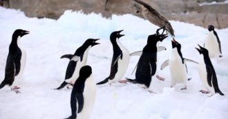 Copertina di Sciame di api attacca e uccide 63 pinguini di una specie rara in via di estinzione