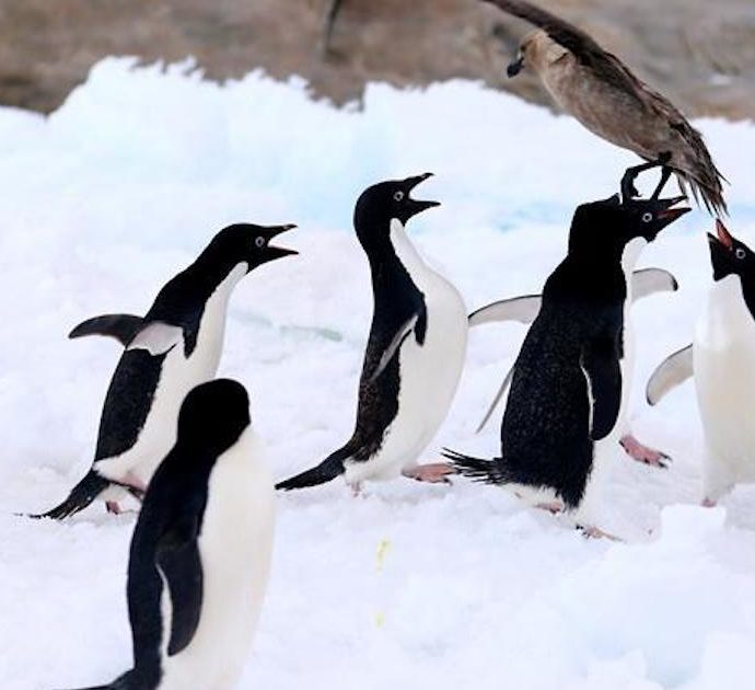 Sciame di api attacca e uccide 63 pinguini di una specie rara in via di estinzione