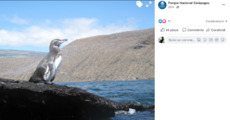 Copertina di Aumento record delle popolazioni di pinguini e cormorani alle Isole Galapagos. È dovuto ai pochi turisti e al fenomeno climatico la “Niña”