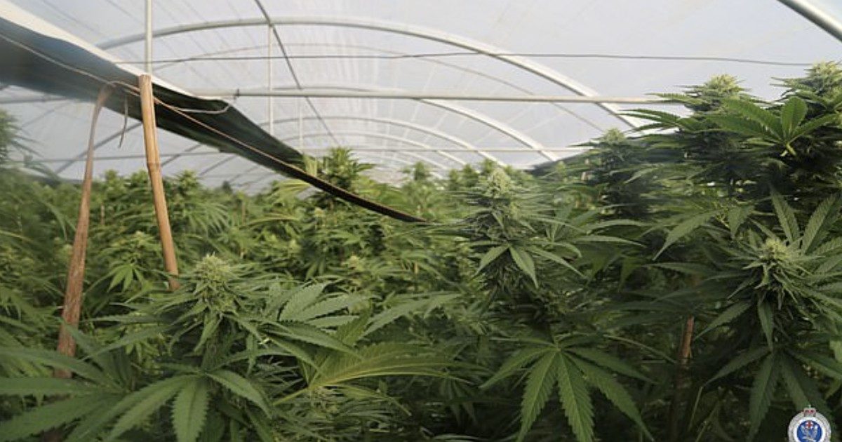 Sequestrate 13 milioni di piante di cannabis: “Mai vista una coltivazione così gigantesca”