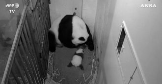 Copertina di Il baby panda è in cerca di coccole: così si avvicina alla mamma e si lascia andare agli abbracci – Video