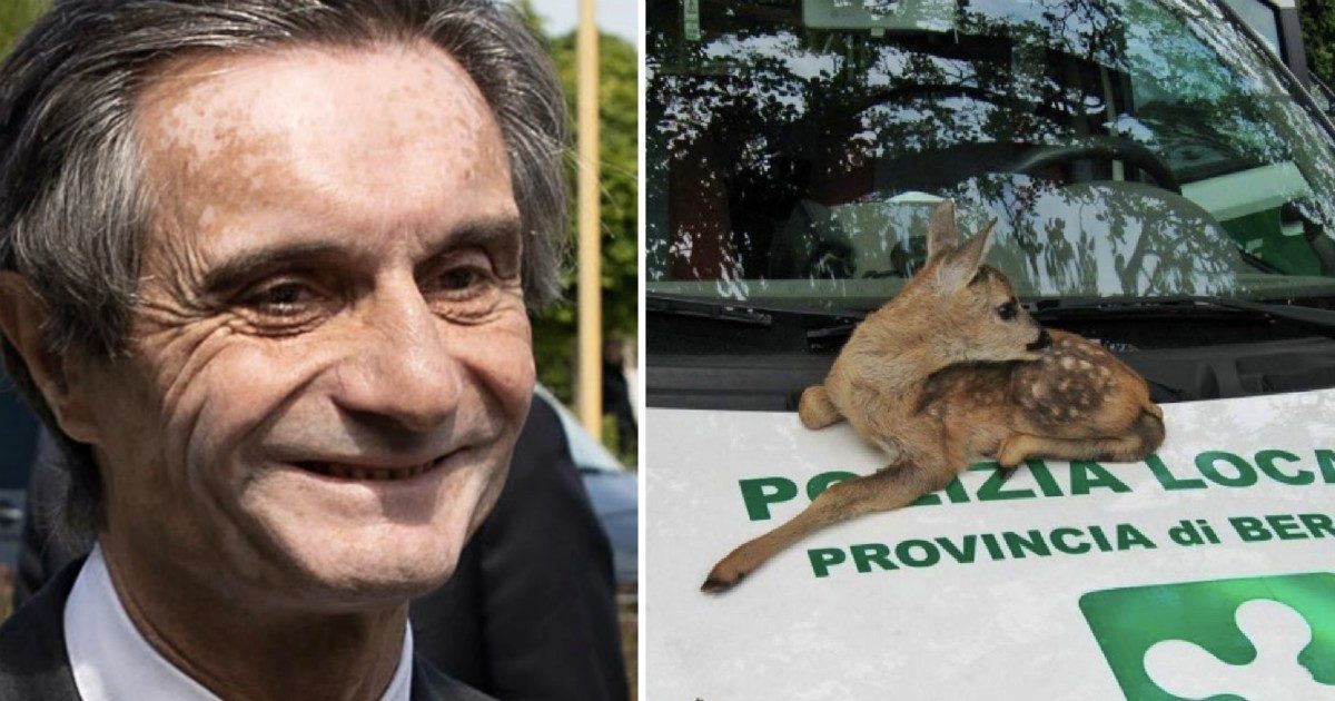 Attilio Fontana: “Cucciolo di capriolo salvato, ha rischiato la vita”