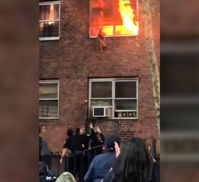 L’appartamento a New York è in fiamme: il gatto si salva lanciandosi dal secondo piano. Il video