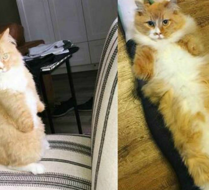 Rex, il gatto con due zampe è una star di TikTok: dopo l’incidente, ha imparato a salire e scendere così divani e scale