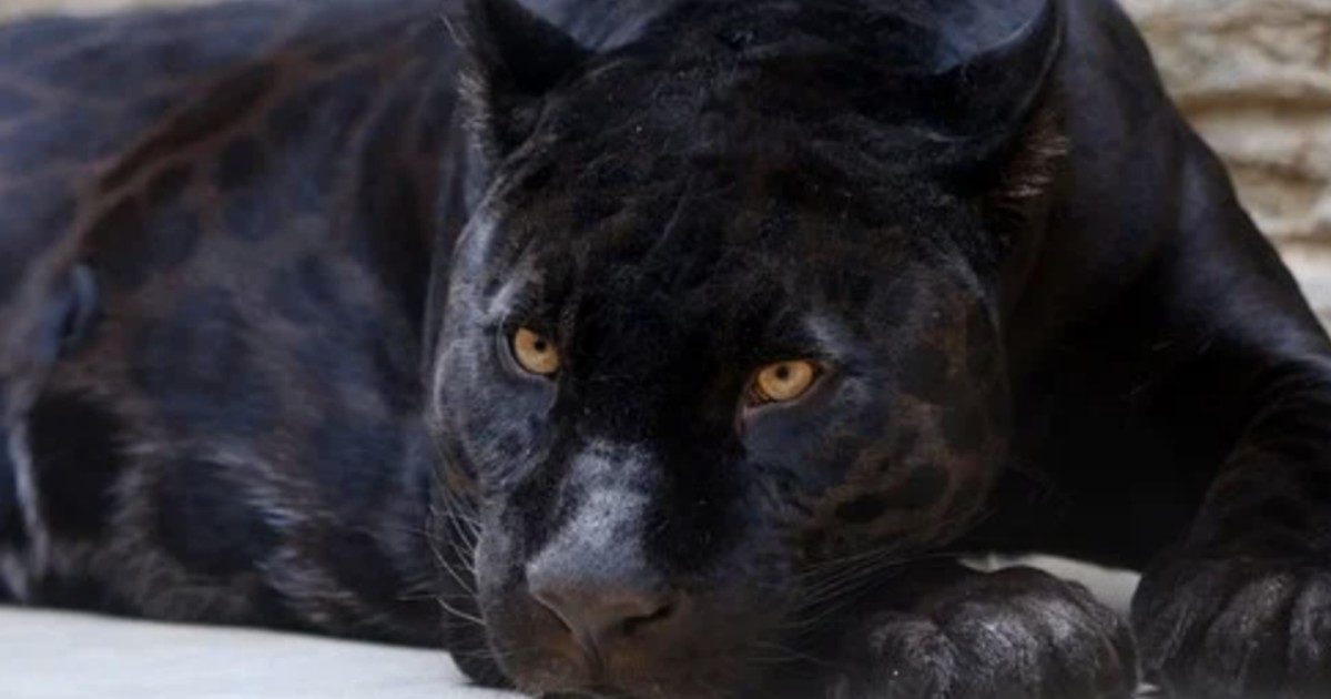 Paga 150 euro per farsi un selfie con un leopardo nero ma l’animale lo aggredisce in modo violento