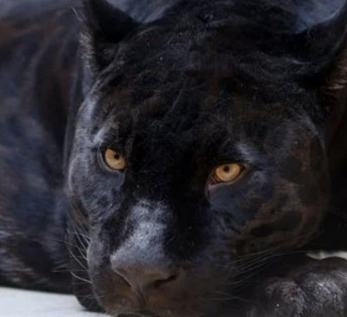 Paga 150 euro per farsi un selfie con un leopardo nero ma l’animale lo aggredisce in modo violento