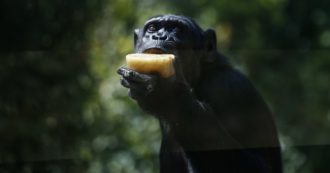 Copertina di Così il raffreddore minaccia gli scimpanzé e gorilla, gli scienziati: “Necessario rispettare le linee guida per i turisti”