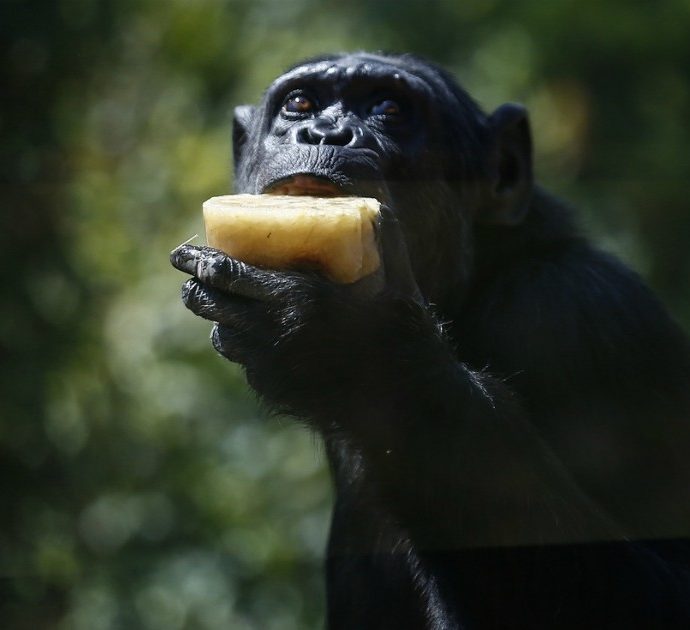 Due scimpanzé tentano di fuggire dalla gabbia dello zoo: uccisi brutalmente a colpi di pistola