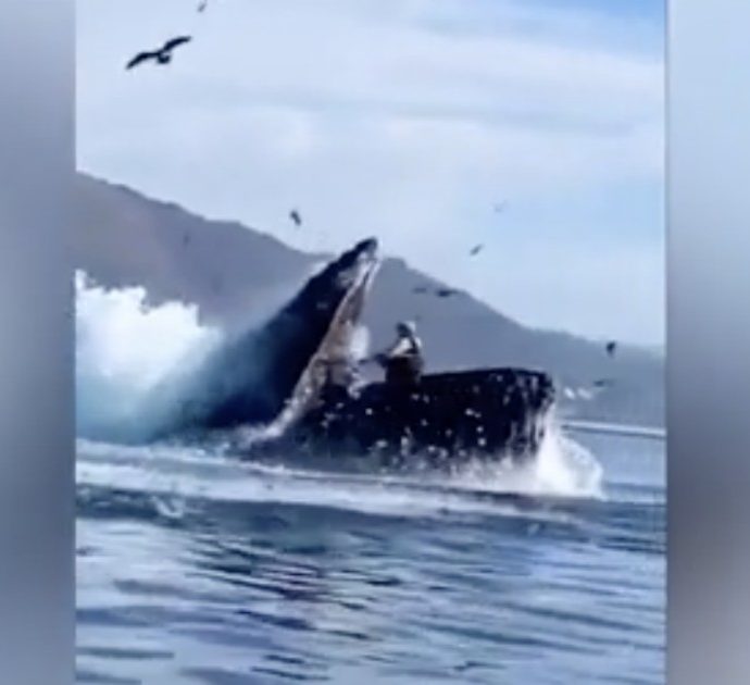 Balena spunta all’improvviso e inghiotte due donne sul kayak: le immagini impressionanti dell’attacco